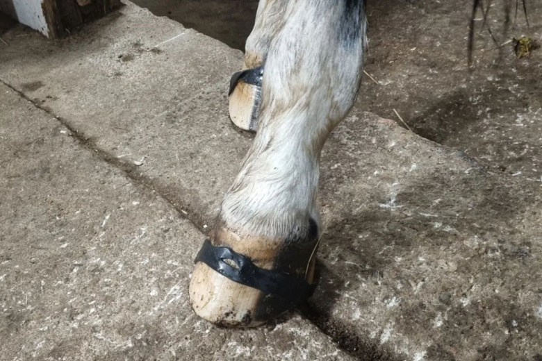 Tåbrodd för människor till oskodda hästar