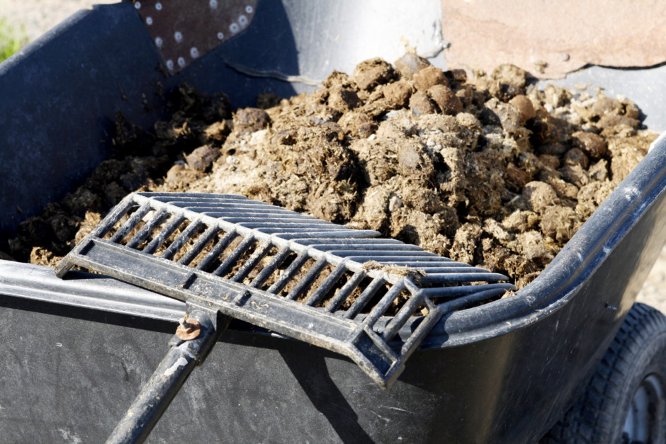 Anders Darenius: ”Snacka politik om lite mer än hästskit”
