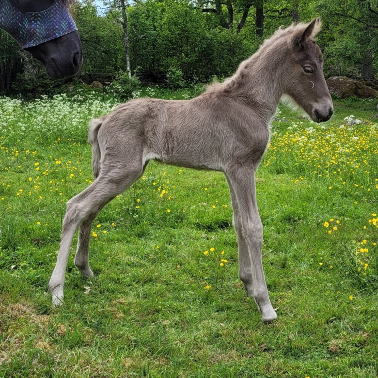 Många höga bedömningar under årets föl- och unghästbedömningar