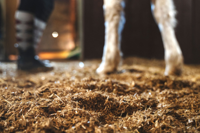 Veterinär varnar för rörflen till tävlande hästar