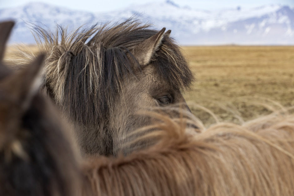 Okänd sjukdom har drabbat hästar på Island