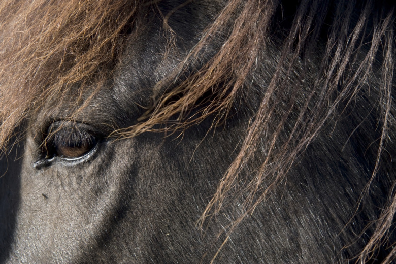 Första fallet av ovanlig genetisk defekt hos islandshäst
