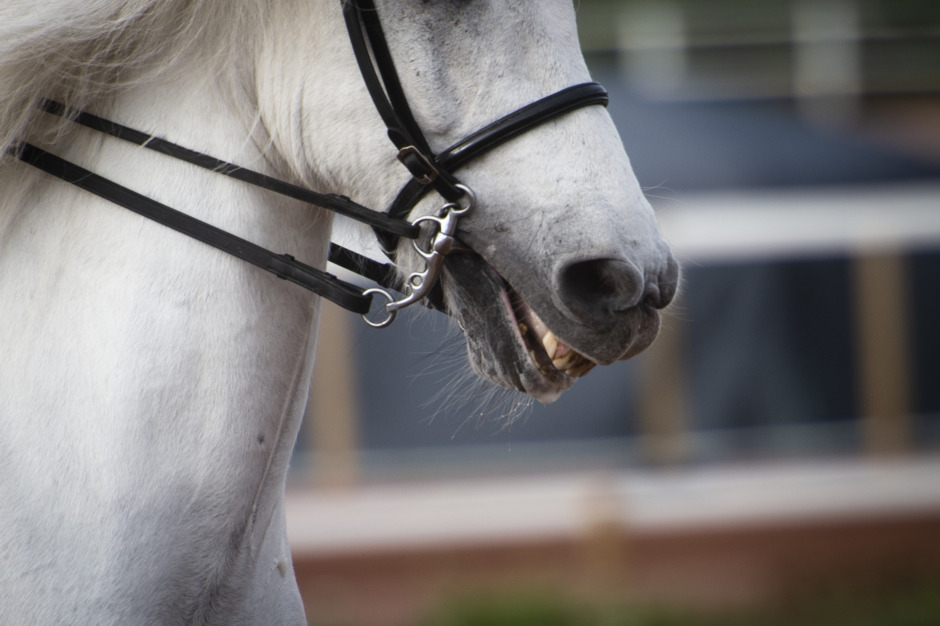 Veterinären:”En typisk patient säger nej tack till ridning”