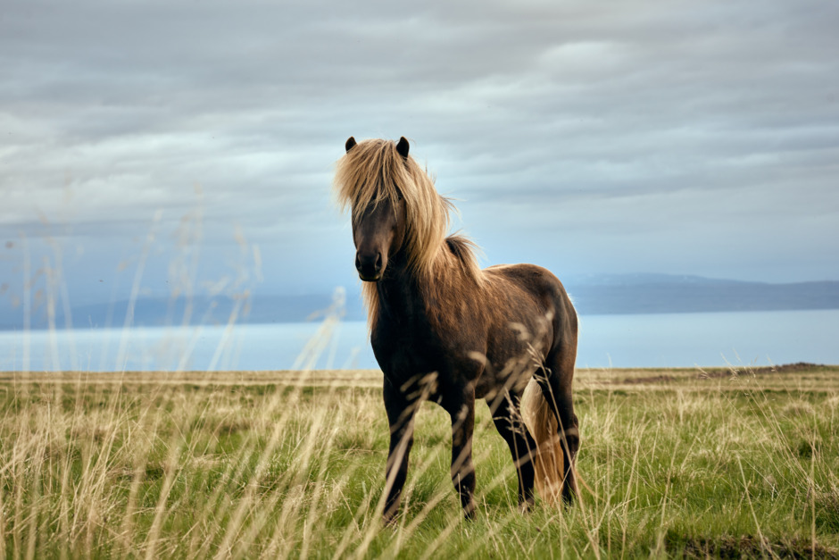 Island exporterade färre hästar 2022