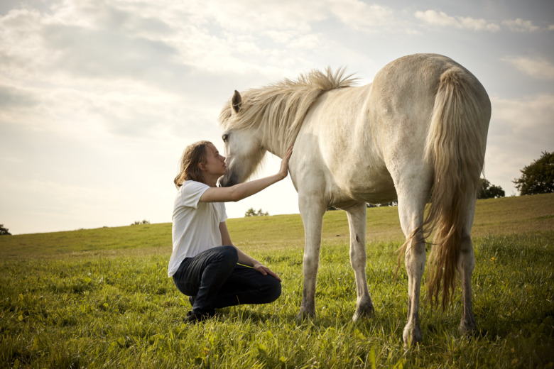 Långvarigt ägarförhållande ger modigare häst