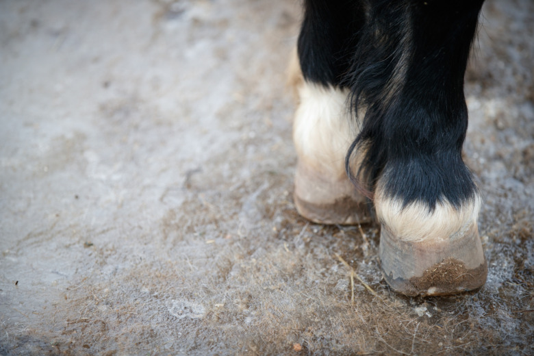 Brodda eller inte – så säger reglerna