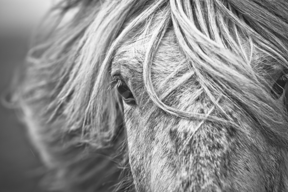 Hästägare får föreläggande – ville ”korrigera hästens DNA-frekvenser”