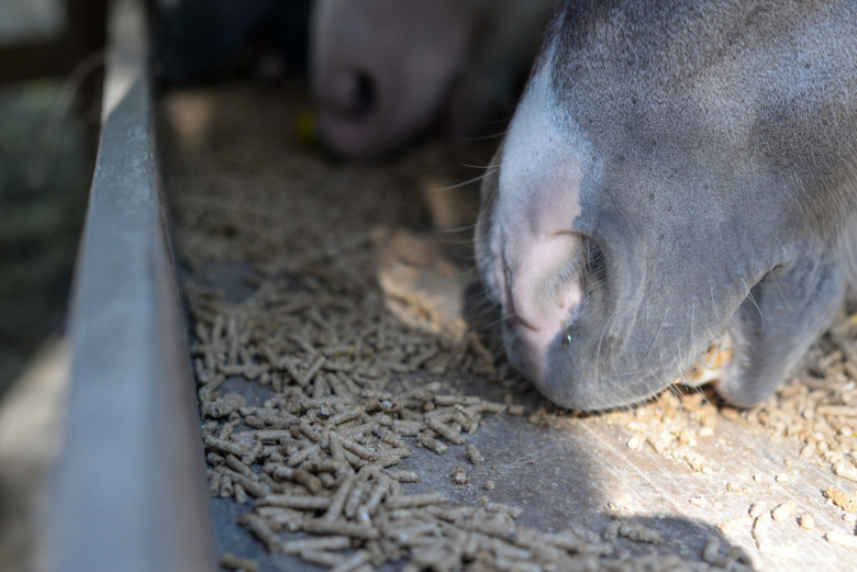 96 timmars karens på gurkmeja