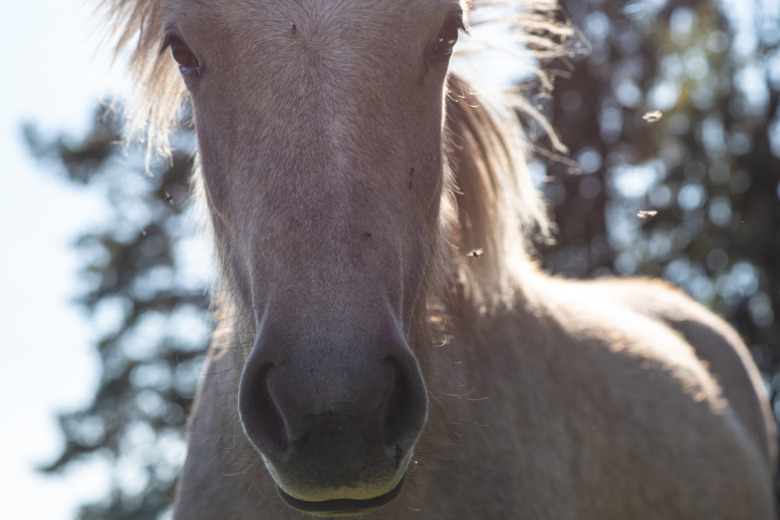 Smärtskalor kan avslöja om hästen är på väg att bli halt