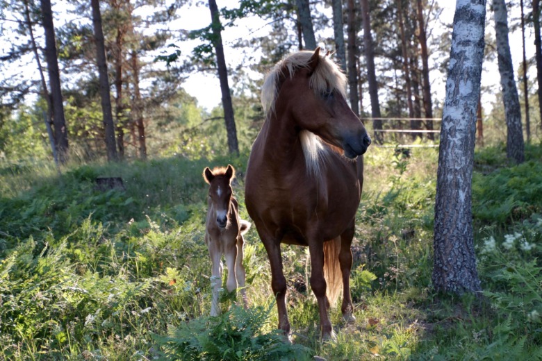 ”Hon var före sin tid med hög nivå på exteriör och gångarter”