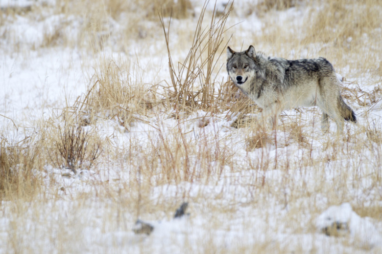 Häst hittad död och uppäten