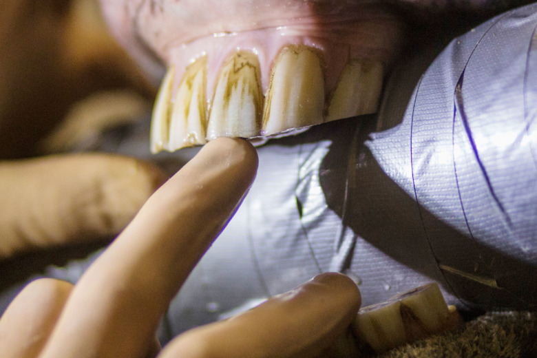 ”När hästar tuggar gör de rent sina tänder”