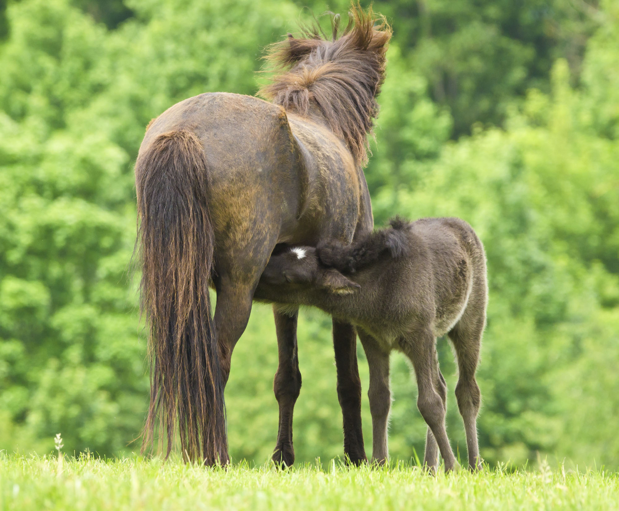 A Cheeky Small Black Brown Foal Is Suckling At It`s Dark Mother In Front Of A Green Meadow