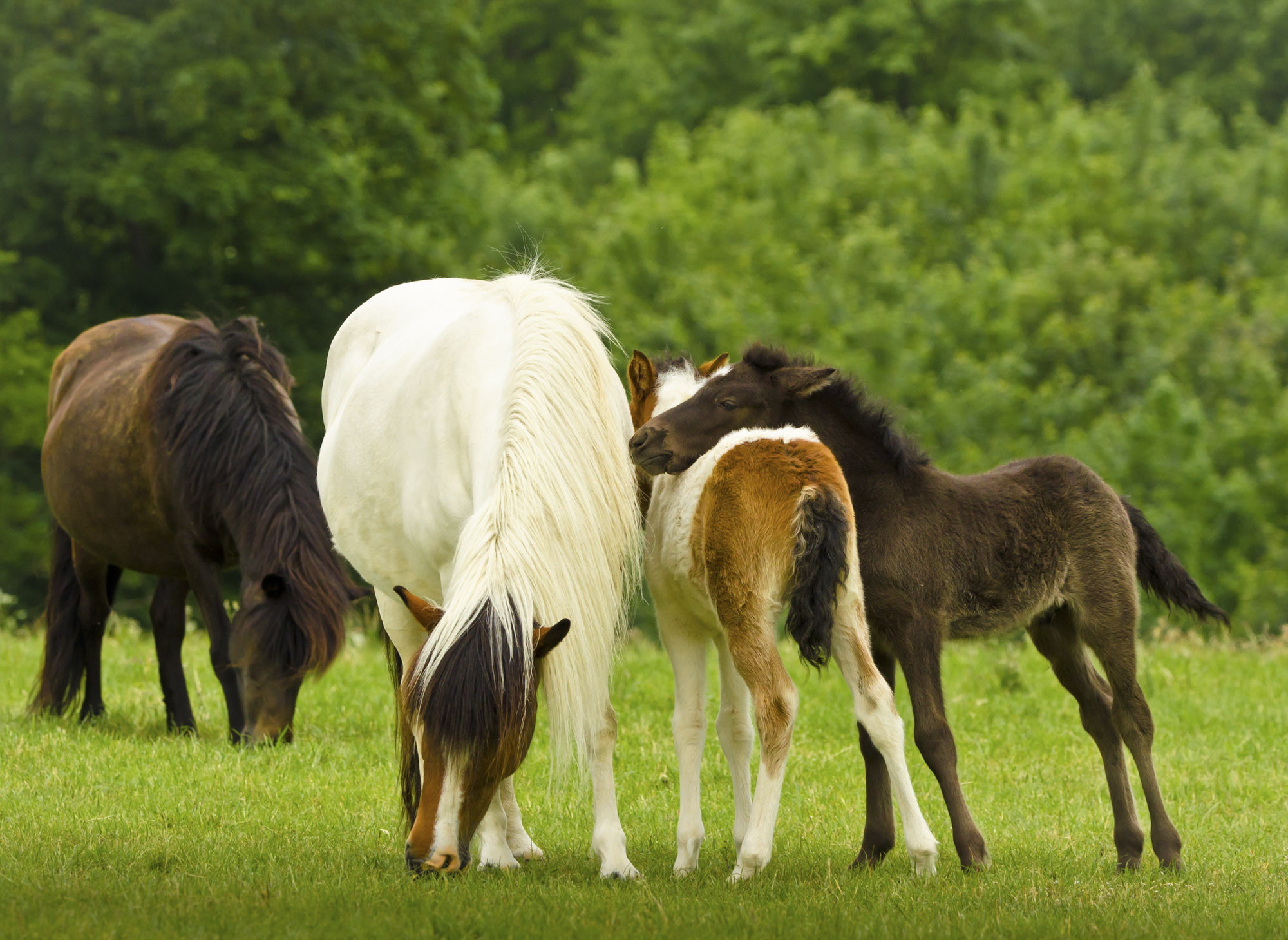 A Black Foal And A Skewbald Foal Are Playing Together And Are Grooming Together And Playing Near Their Mothers
