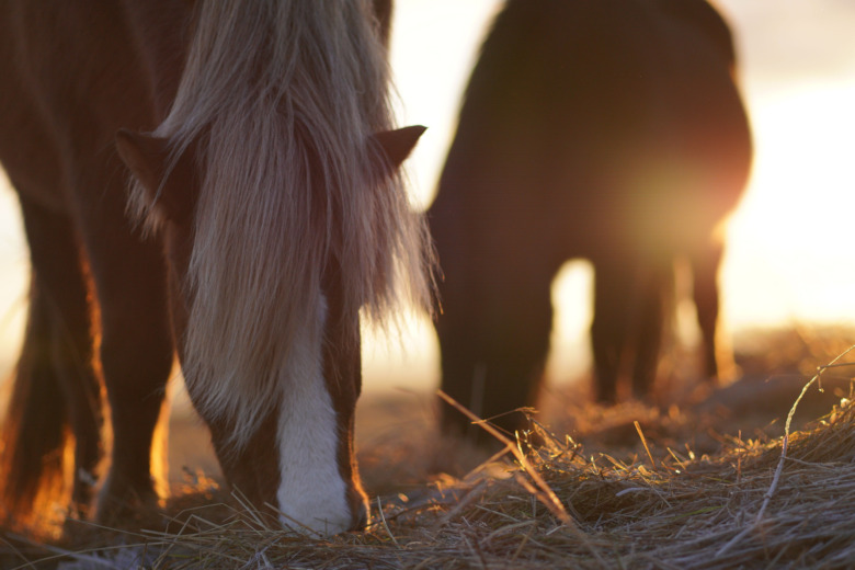 Krönika: Majoriteten av hobbyhästar är inte en spegelbild av sin absolut bästa version
