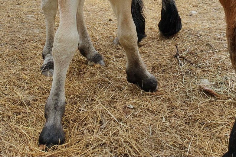 Extra hov arv från forntiden