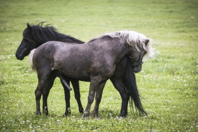 Slutligt val av hingst – och om stoet
