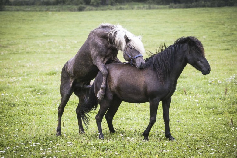 Subventionerade CEM-tester för 150 islandshästar 2026