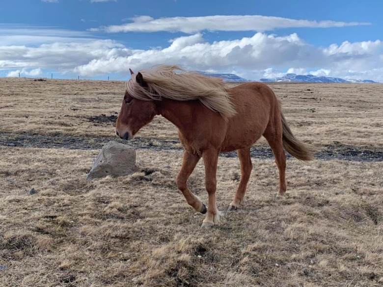 Svenska uppfödare säljer unghingst med toppblup