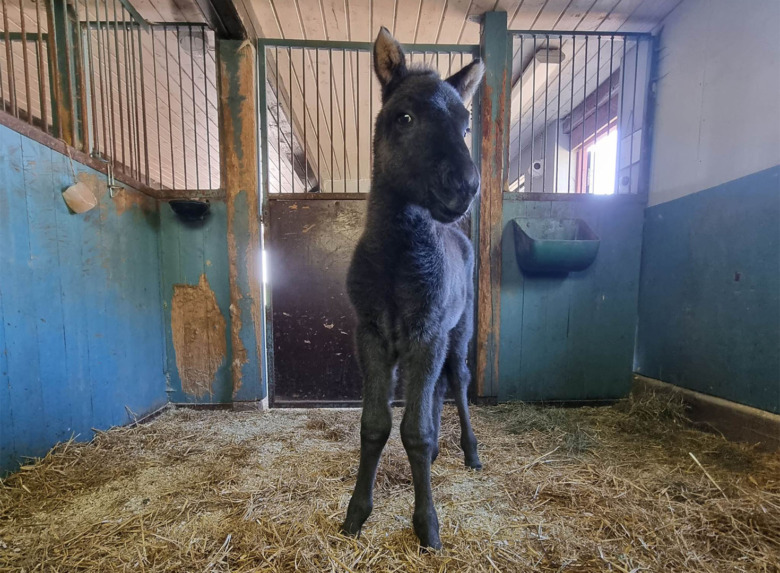 ”Jag har gjort allt för att han ska få leva”