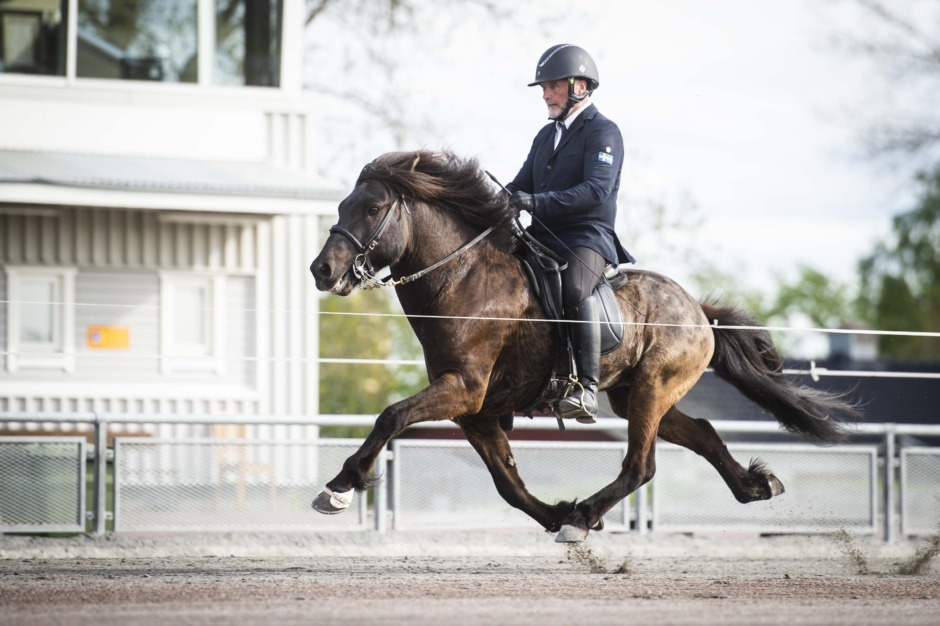 Snabbt, smart och tålmodigt – så tränar Gummi sina passhästar