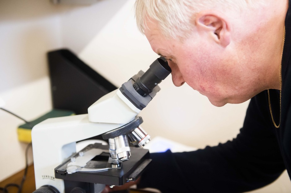 Fryst sperma bäst vid IVF av hästar