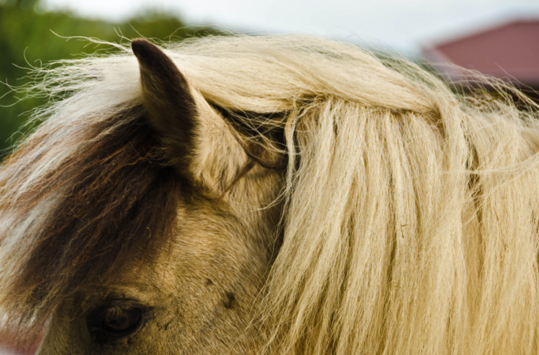 Islandshästförening får 20 000 kronor