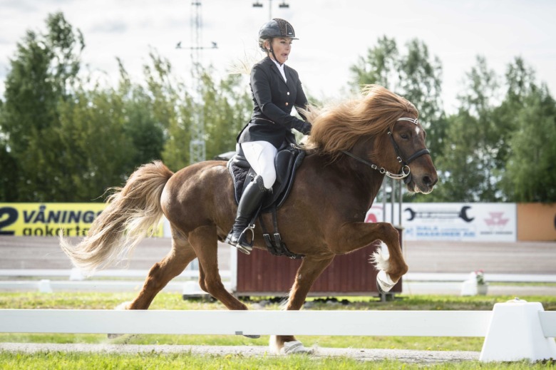 Flera svenska hästar utlånade till det isländska landslaget