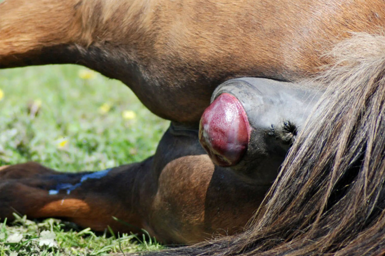 Agera snabbt vid red bag delivery