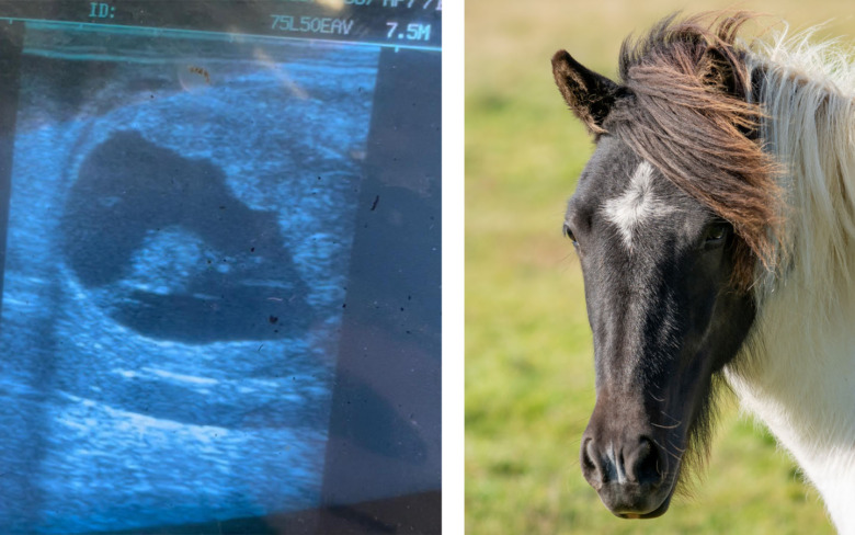 Dräktighetens första tid