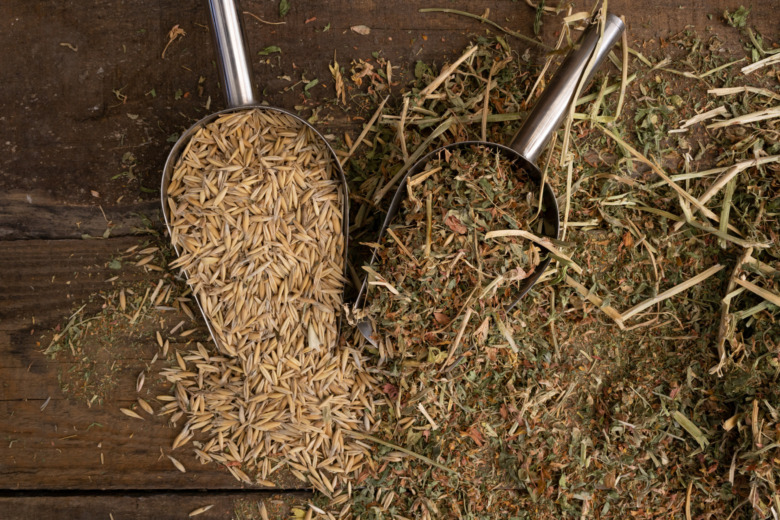 Forskning: Hästar tveksamma till salvia