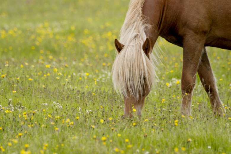 SVA lanserar mask-app