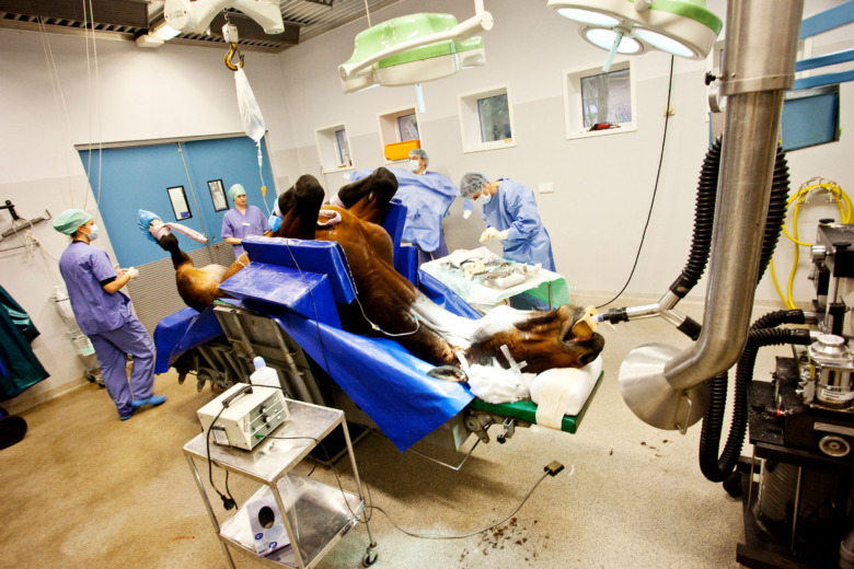 Hästar dör på väg till akuten