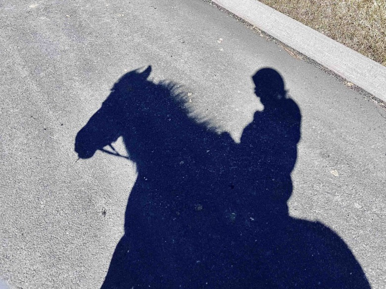 Forskaren: ”Man vill inte göra hästen illa, men ändå stoppar man huvudet i sanden”