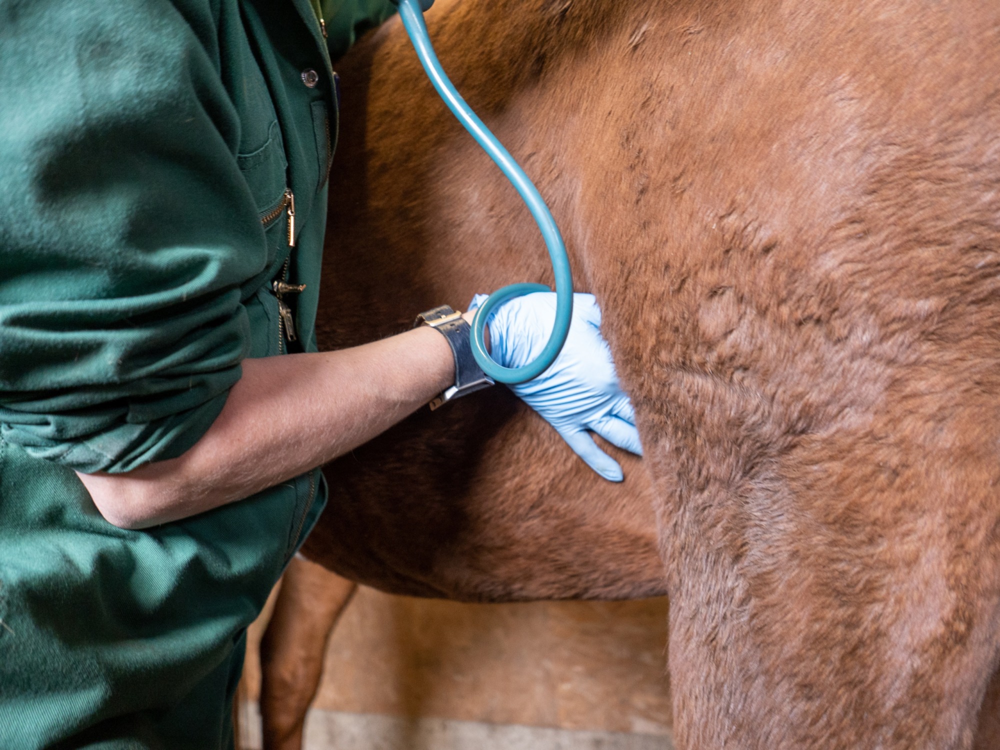 Analys av veterinärvårdsbelopp i Sveland jämfört med andra regioner