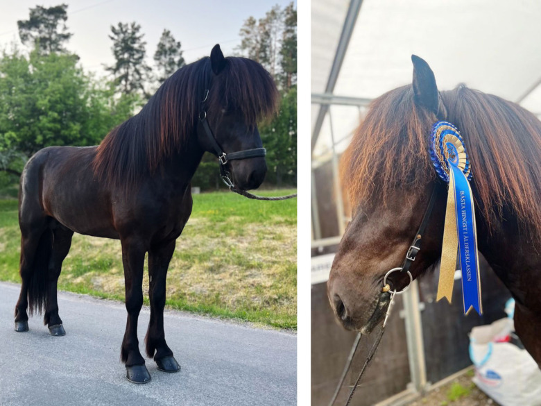 ”Det kändes som att de verkligen ville hjälpa till att få fram hästarnas bästa”