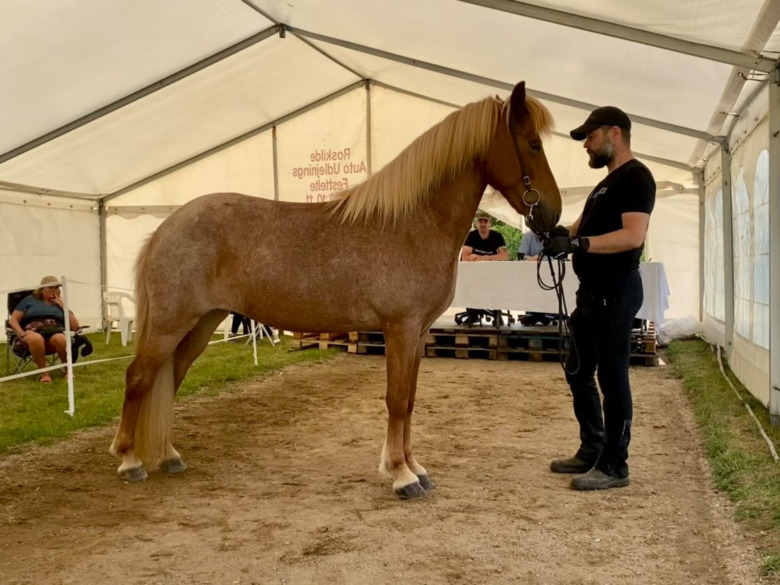 Första dagen på Hedeland – ljusa utsikter för de svenska hästarna