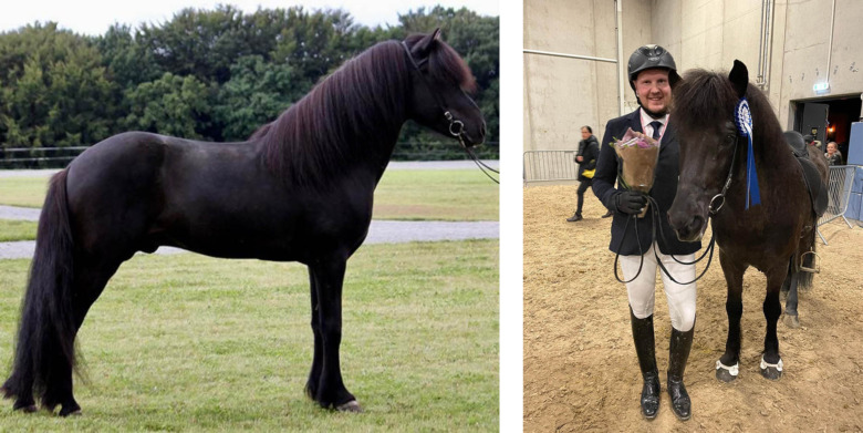 Hingstarna bakom avelshästarna på VM