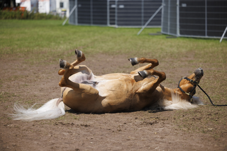 Bildextra: Gljátoppur firar T2-uttagningen