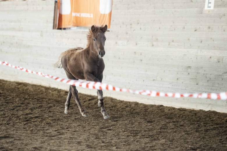 Hingstföl högst bedömd i Sparreholm