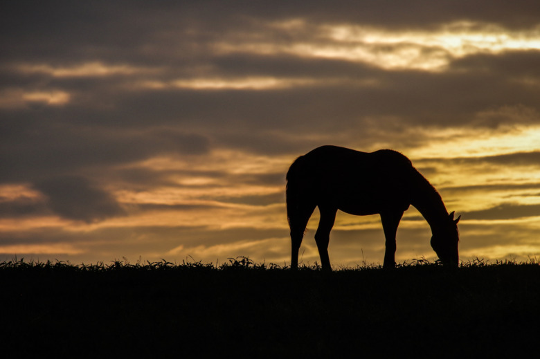 Häst tros ha dödats med stickvapen
