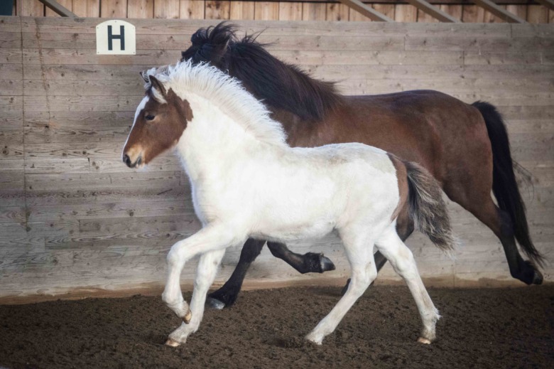 Nu startar årets fölbedömningar