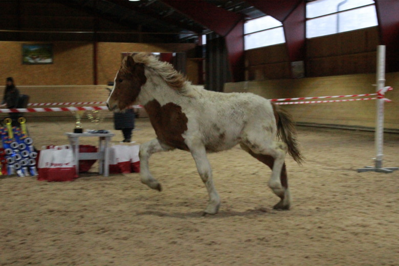 Säsongens sista bedömning bjöd på årets högst bedömda stoföl