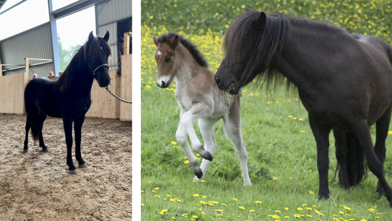 Mästerskapsmeriterade föräldrar bakom högst bedömda 1-åringen