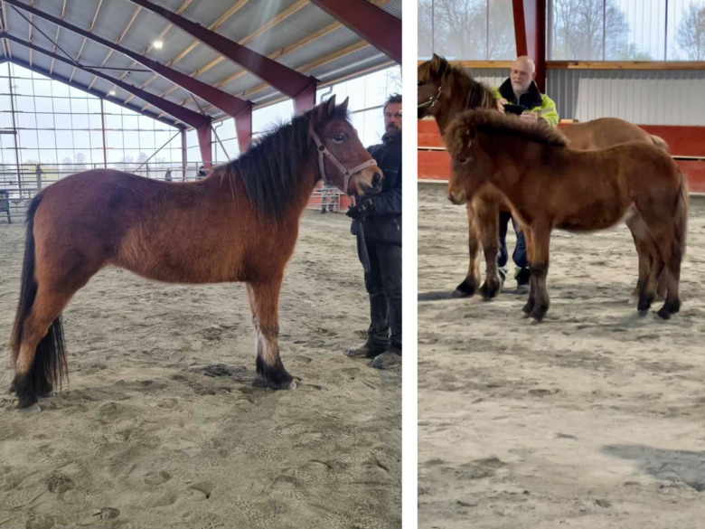 Jämnt bland fölen på Navåsens fölbedömning