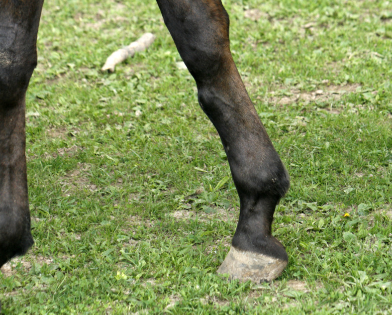 Överben vanligast på framben