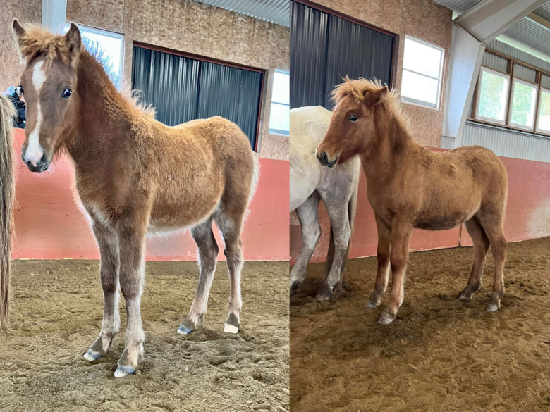 Flera höga bedömningar på Segersgården fölbedömning