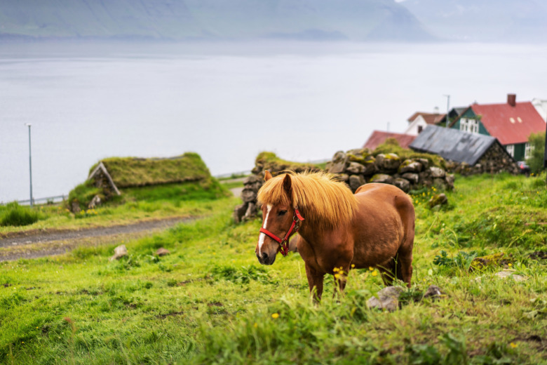 Islandshästar kan bli räddning för utrotningshotad häst