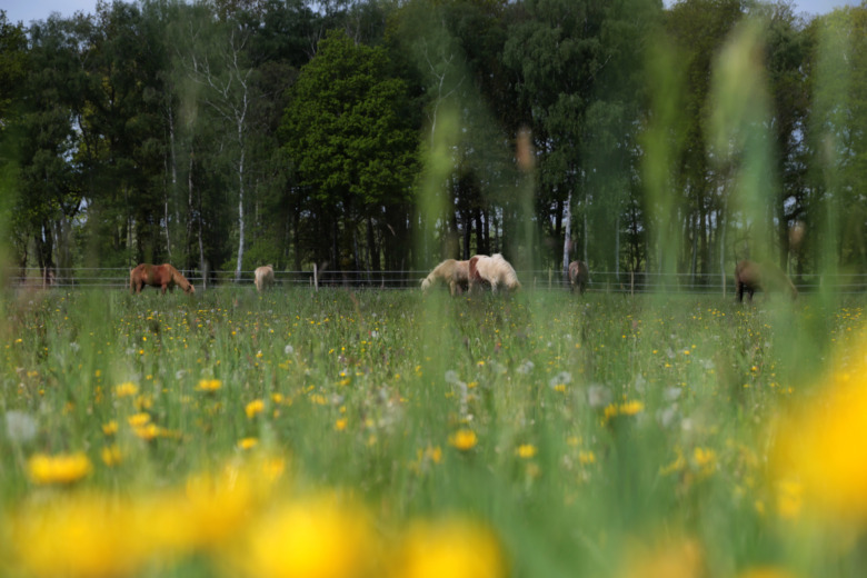 De prisades av Stiftelsen Hästforskning