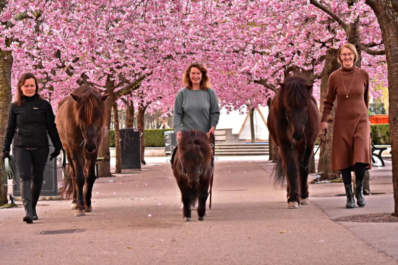 Sverigeritten: 580 deltagare och 98 000 kilometer